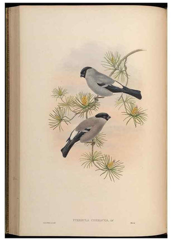 Reproducción/Reproduction 48630365671: Birds of Asia / by John Gould.. London :Printed by Taylor and Francis, pub. by the author,1850-1883.. 