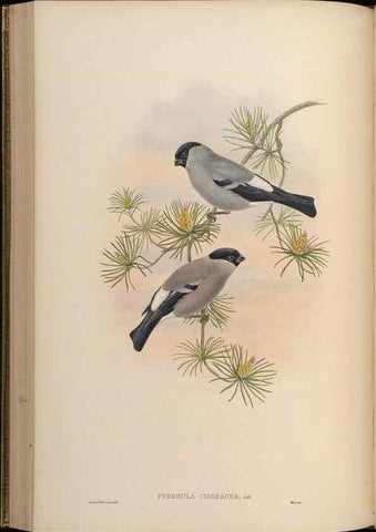 Reproducción/Reproduction 48630365671: Birds of Asia / by John Gould.. London :Printed by Taylor and Francis, pub. by the author,1850-1883.. 