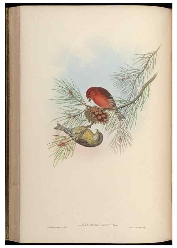 Reproducción/Reproduction 48630012253: Birds of Asia / by John Gould.. London :Printed by Taylor and Francis, pub. by the author,1850-1883.. 