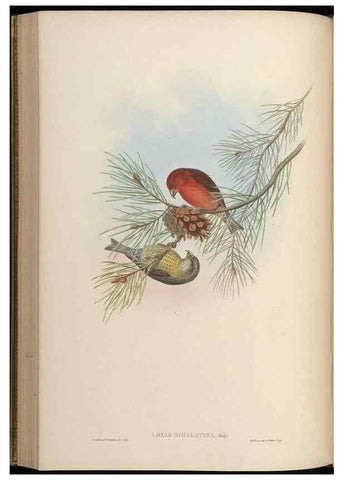 Reproducción/Reproduction 48630012253: Birds of Asia / by John Gould.. London :Printed by Taylor and Francis, pub. by the author,1850-1883.. 