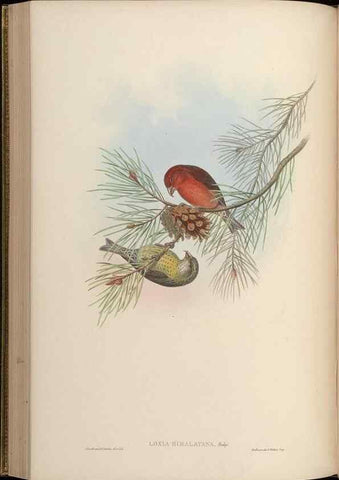 Reproducción/Reproduction 48630012253: Birds of Asia / by John Gould.. London :Printed by Taylor and Francis, pub. by the author,1850-1883.. 