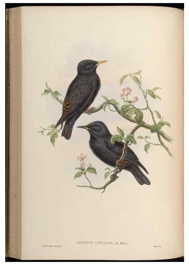 Reproducción/Reproduction 48630518137: Birds of Asia / by John Gould.. London :Printed by Taylor and Francis, pub. by the author,1850-1883.. 