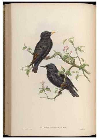 Reproducción/Reproduction 48630518137: Birds of Asia / by John Gould.. London :Printed by Taylor and Francis, pub. by the author,1850-1883.. 