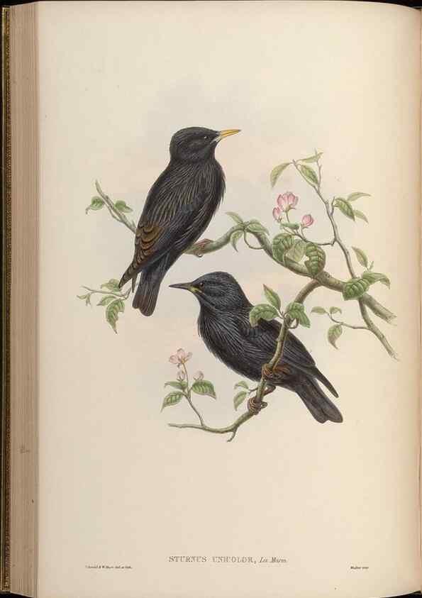 Reproducción/Reproduction 48630518137: Birds of Asia / by John Gould.. London :Printed by Taylor and Francis, pub. by the author,1850-1883.. 