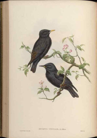 Reproducción/Reproduction 48630518137: Birds of Asia / by John Gould.. London :Printed by Taylor and Francis, pub. by the author,1850-1883.. 