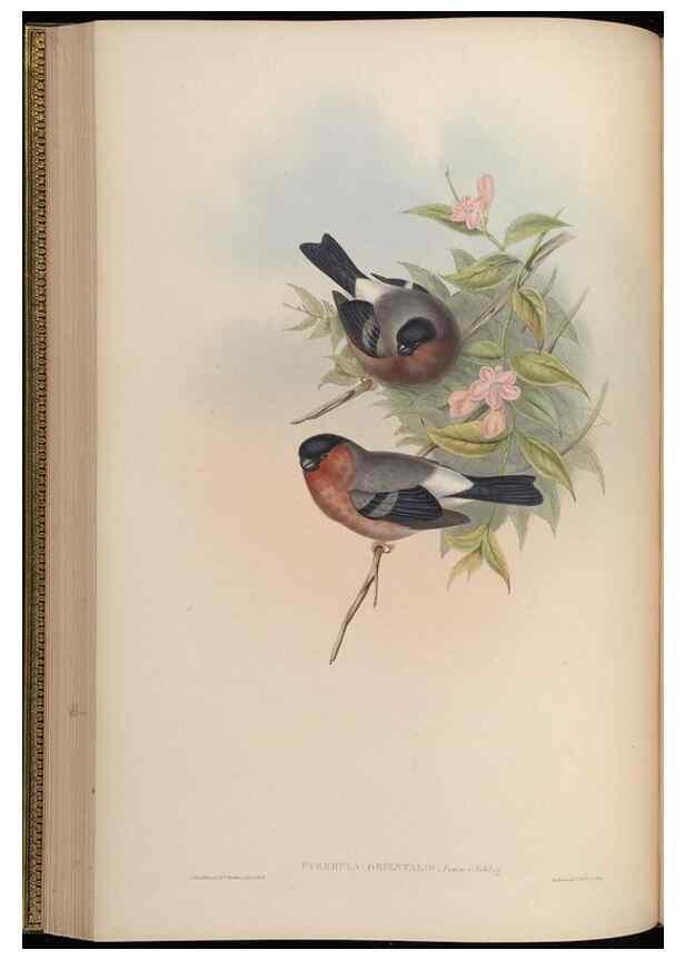 Reproducción/Reproduction 48630010113: Birds of Asia / by John Gould.. London :Printed by Taylor and Francis, pub. by the author,1850-1883.. 