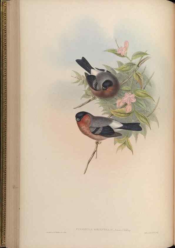 Reproducción/Reproduction 48630010113: Birds of Asia / by John Gould.. London :Printed by Taylor and Francis, pub. by the author,1850-1883.. 