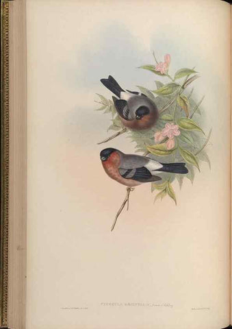 Reproducción/Reproduction 48630010113: Birds of Asia / by John Gould.. London :Printed by Taylor and Francis, pub. by the author,1850-1883.. 