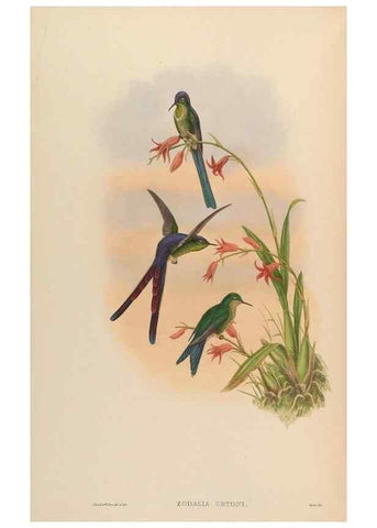 Reproducción/Reproduction 48630108186: A monograph of the Trochilidae, or family of humming-birds.. London :Henry Sothern & Co.,1887 [i.e. 1880-1887]. 