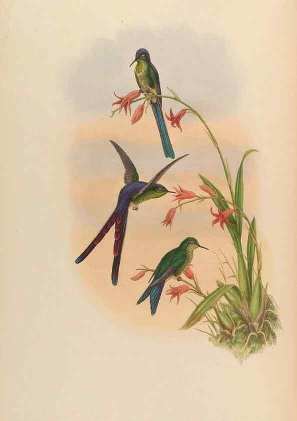 Reproducción/Reproduction 48630108186: A monograph of the Trochilidae, or family of humming-birds.. London :Henry Sothern & Co.,1887 [i.e. 1880-1887]. 