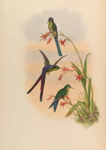 Reproducción/Reproduction 48630108186: A monograph of the Trochilidae, or family of humming-birds.. London :Henry Sothern & Co.,1887 [i.e. 1880-1887]. 