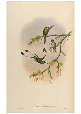Reproducción/Reproduction 48630107681: A monograph of the Trochilidae, or family of humming-birds.. London :Henry Sothern & Co.,1887 [i.e. 1880-1887]. 