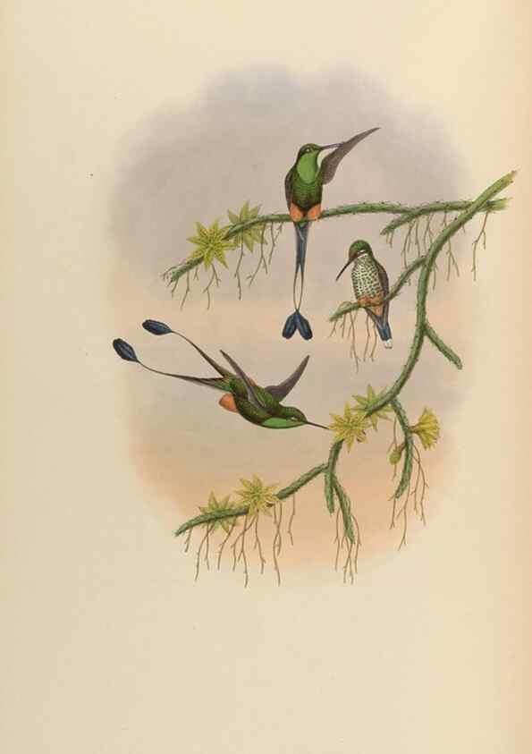 Reproducción/Reproduction 48630107681: A monograph of the Trochilidae, or family of humming-birds.. London :Henry Sothern & Co.,1887 [i.e. 1880-1887]. 