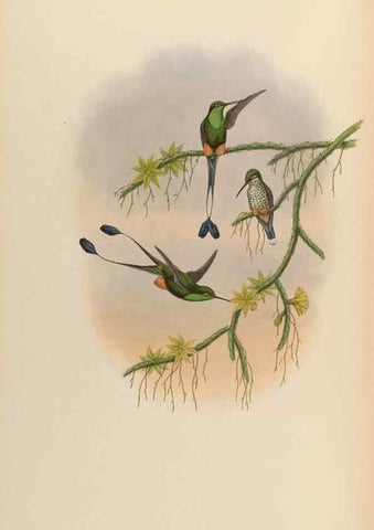 Reproducción/Reproduction 48630107681: A monograph of the Trochilidae, or family of humming-birds.. London :Henry Sothern & Co.,1887 [i.e. 1880-1887]. 