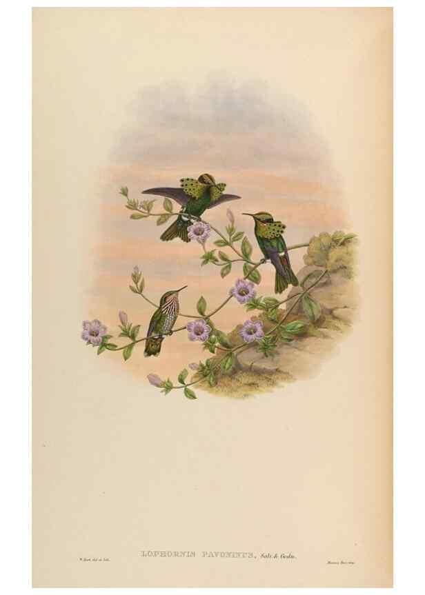 Reproducción/Reproduction 48630260827: A monograph of the Trochilidae, or family of humming-birds.. London :Henry Sothern & Co.,1887 [i.e. 1880-1887]. 