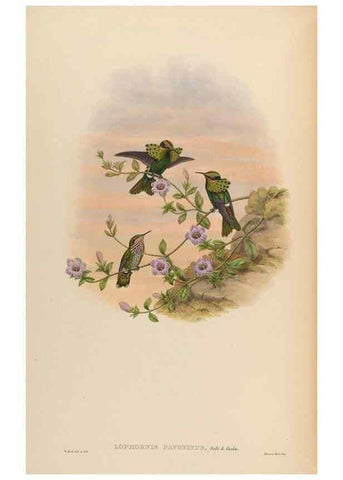Reproducción/Reproduction 48630260827: A monograph of the Trochilidae, or family of humming-birds.. London :Henry Sothern & Co.,1887 [i.e. 1880-1887]. 