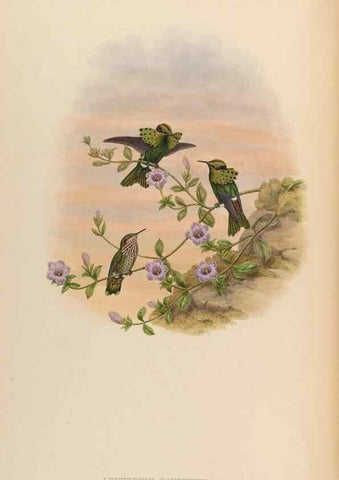 Reproducción/Reproduction 48630260827: A monograph of the Trochilidae, or family of humming-birds.. London :Henry Sothern & Co.,1887 [i.e. 1880-1887]. 