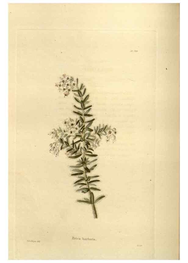 Reproducción/Reproduction 48624020707: The botanical cabinet. London :John & Arthur Arch ...,1817-1833.. 