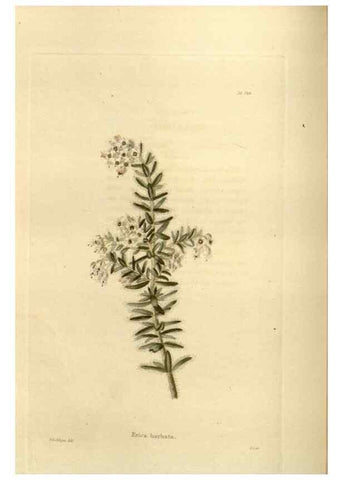 Reproducción/Reproduction 48624020707: The botanical cabinet. London :John & Arthur Arch ...,1817-1833.. 