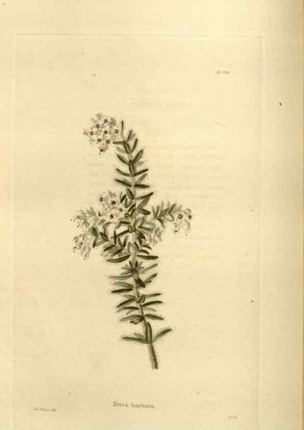 Reproducción/Reproduction 48624020707: The botanical cabinet. London :John & Arthur Arch ...,1817-1833.. 