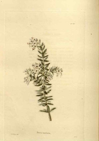 Reproducción/Reproduction 48624020707: The botanical cabinet. London :John & Arthur Arch ...,1817-1833.. 