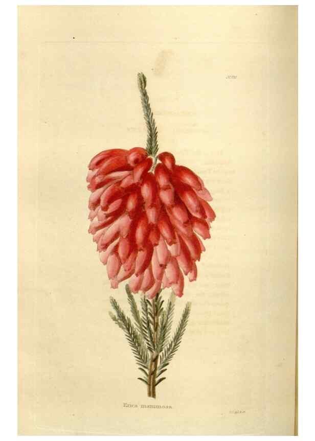 Reproducción/Reproduction 48623522233: The botanical cabinet. London :John & Arthur Arch ...,1817-1833.. 