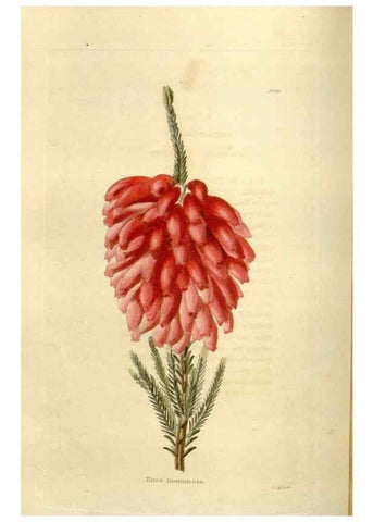 Reproducción/Reproduction 48623522233: The botanical cabinet. London :John & Arthur Arch ...,1817-1833.. 