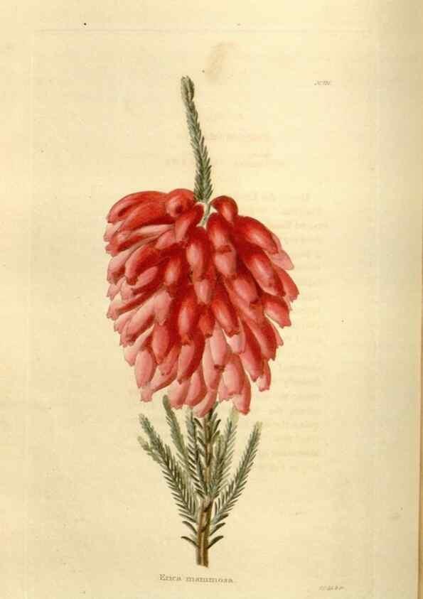 Reproducción/Reproduction 48623522233: The botanical cabinet. London :John & Arthur Arch ...,1817-1833.. 