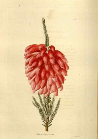 Reproducción/Reproduction 48623522233: The botanical cabinet. London :John & Arthur Arch ...,1817-1833.. 