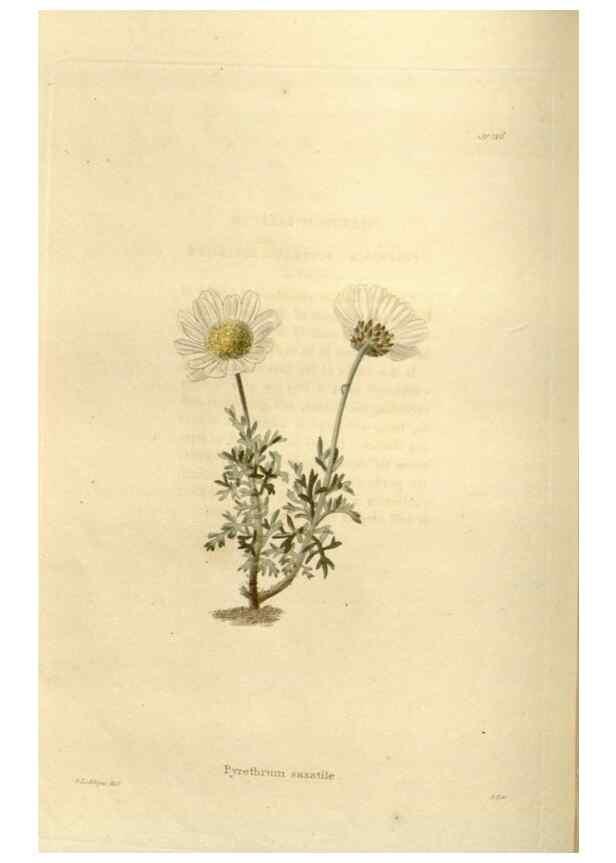 Reproducción/Reproduction 48624021402: The botanical cabinet. London :John & Arthur Arch ...,1817-1833.. 