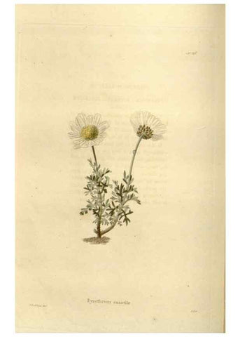 Reproducción/Reproduction 48624021402: The botanical cabinet. London :John & Arthur Arch ...,1817-1833.. 