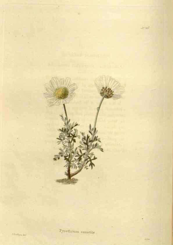 Reproducción/Reproduction 48624021402: The botanical cabinet. London :John & Arthur Arch ...,1817-1833.. 