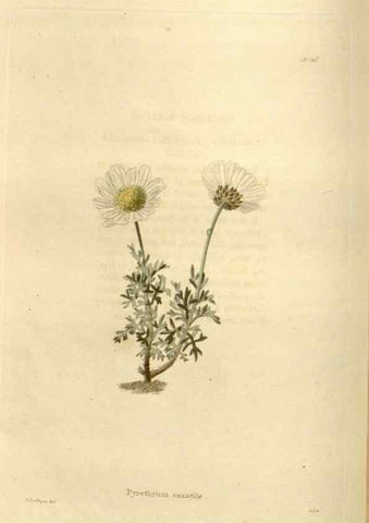 Reproducción/Reproduction 48624021402: The botanical cabinet. London :John & Arthur Arch ...,1817-1833.. 