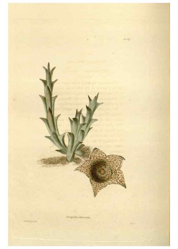 Reproducción/Reproduction 48624021767: The botanical cabinet. London :John & Arthur Arch ...,1817-1833.. 