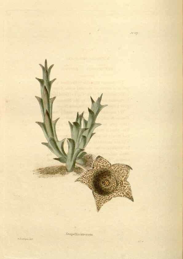 Reproducción/Reproduction 48624021767: The botanical cabinet. London :John & Arthur Arch ...,1817-1833.. 