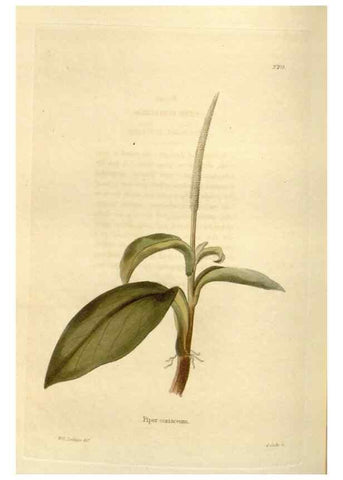 Reproducción/Reproduction 48623874746: The botanical cabinet. London :John & Arthur Arch ...,1817-1833.. 