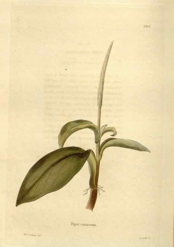 Reproducción/Reproduction 48623874746: The botanical cabinet. London :John & Arthur Arch ...,1817-1833.. 