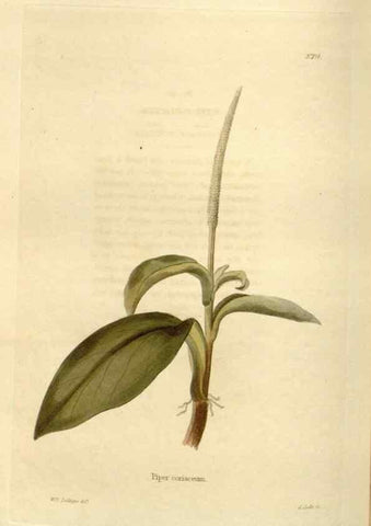Reproducción/Reproduction 48623874746: The botanical cabinet. London :John & Arthur Arch ...,1817-1833.. 