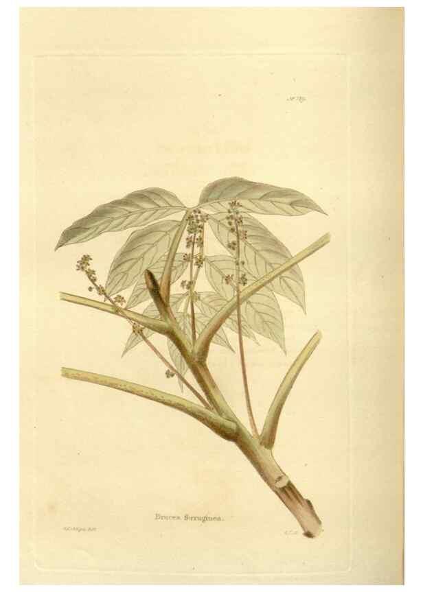 Reproducción/Reproduction 48623523648: The botanical cabinet. London :John & Arthur Arch ...,1817-1833.. 