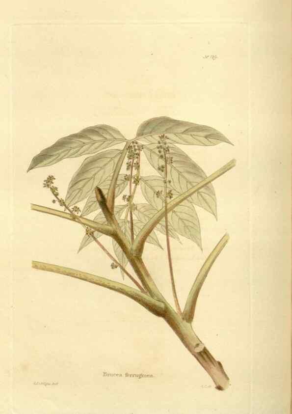 Reproducción/Reproduction 48623523648: The botanical cabinet. London :John & Arthur Arch ...,1817-1833.. 