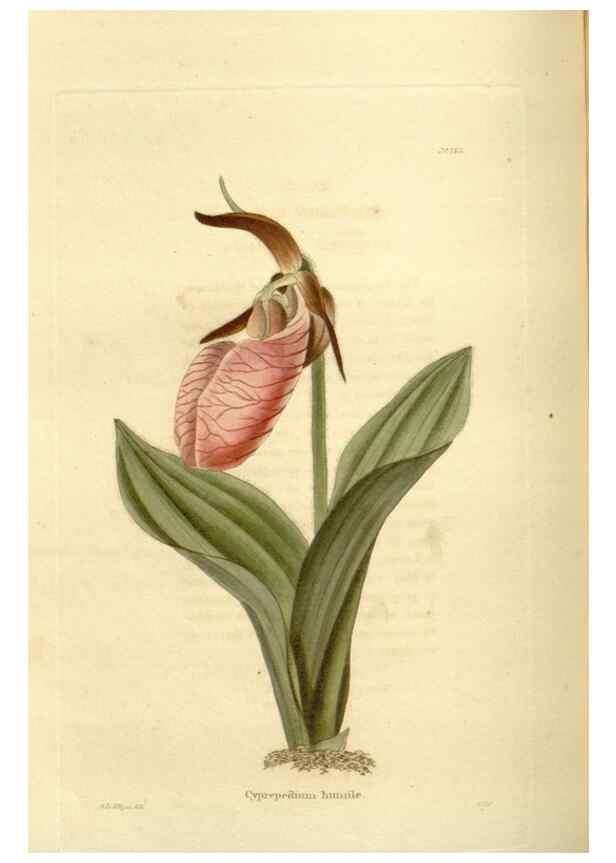 Reproducción/Reproduction 48624022882: The botanical cabinet. London :John & Arthur Arch ...,1817-1833.. 