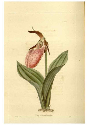 Reproducción/Reproduction 48624022882: The botanical cabinet. London :John & Arthur Arch ...,1817-1833.. 