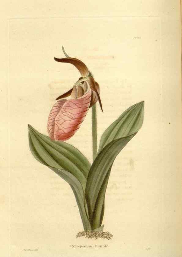 Reproducción/Reproduction 48624022882: The botanical cabinet. London :John & Arthur Arch ...,1817-1833.. 