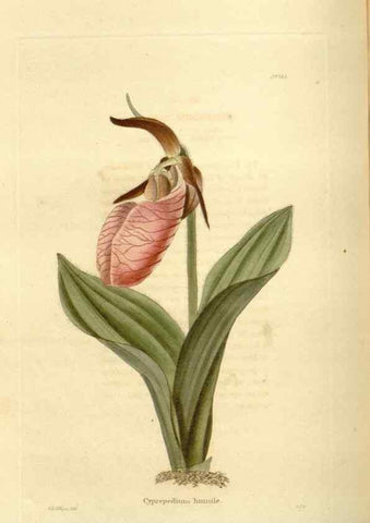 Reproducción/Reproduction 48624022882: The botanical cabinet. London :John & Arthur Arch ...,1817-1833.. 