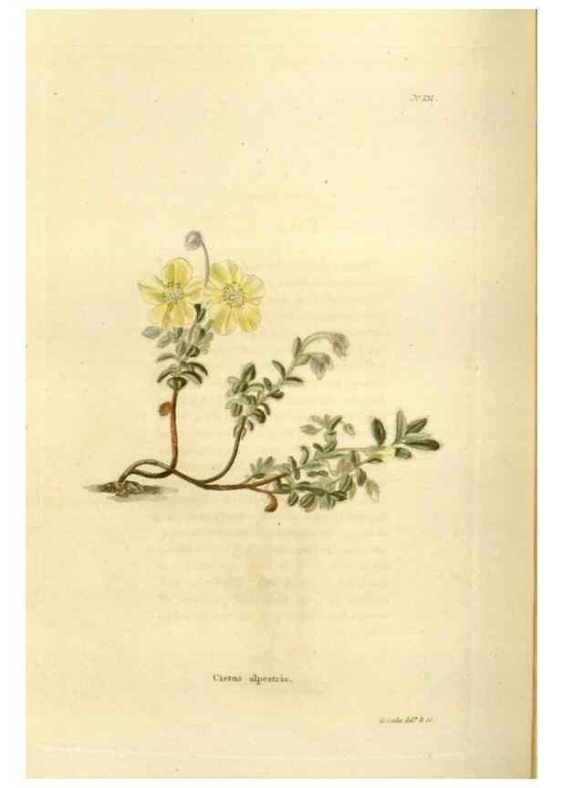 Reproducción/Reproduction 48624023227: The botanical cabinet. London :John & Arthur Arch ...,1817-1833.. 