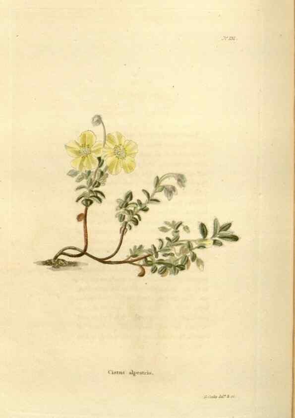 Reproducción/Reproduction 48624023227: The botanical cabinet. London :John & Arthur Arch ...,1817-1833.. 
