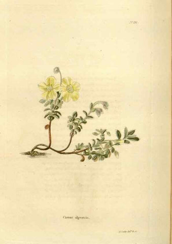 Reproducción/Reproduction 48624023227: The botanical cabinet. London :John & Arthur Arch ...,1817-1833.. 