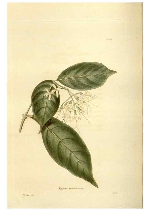 Reproducción/Reproduction 48624023727: The botanical cabinet. London :John & Arthur Arch ...,1817-1833.. 