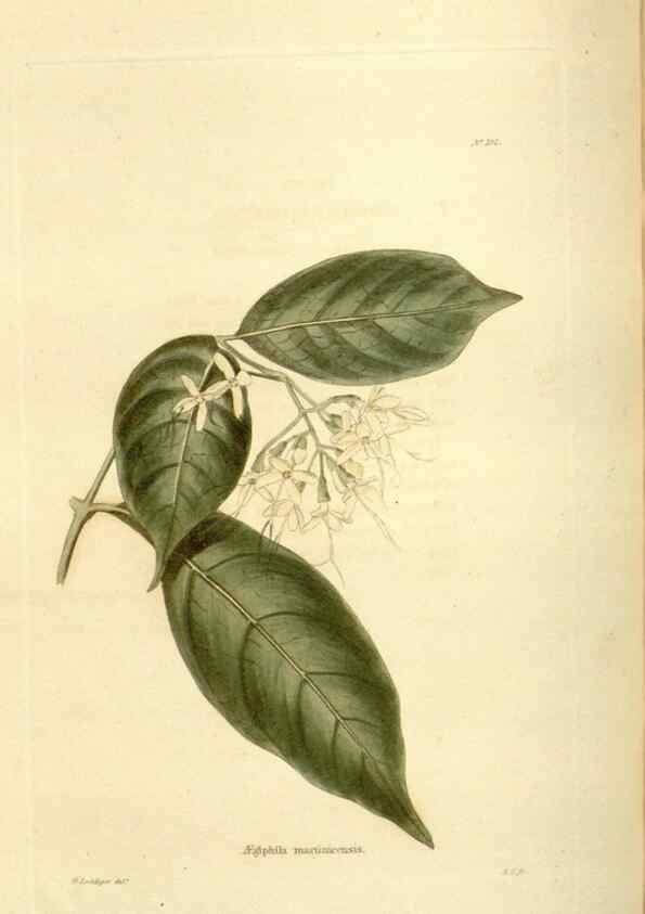 Reproducción/Reproduction 48624023727: The botanical cabinet. London :John & Arthur Arch ...,1817-1833.. 