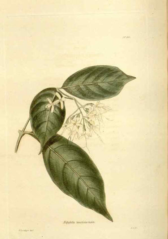Reproducción/Reproduction 48624023727: The botanical cabinet. London :John & Arthur Arch ...,1817-1833.. 